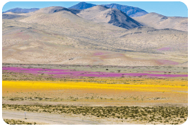 Copiapo